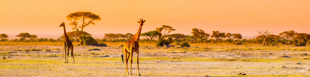 Kenia, van de safari naar het parelwitte strand.